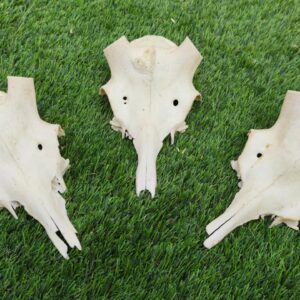 Crâne supérieur Cerf