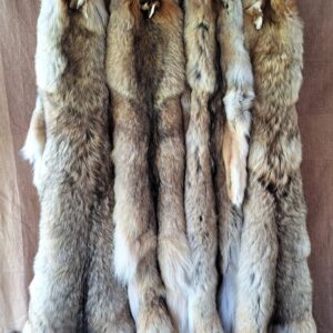 Peau Coyotes (2)